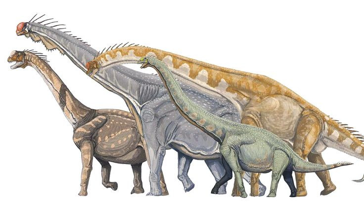  1. Kích thước khổng lồ. Các loài khủng long cổ dài như Argentinosaurus có thể dài tới 30-40 mét và nặng hơn 70 tấn, khiến chúng trở thành những động vật lớn nhất từng sống trên cạn. Ảnh: Pinterest.