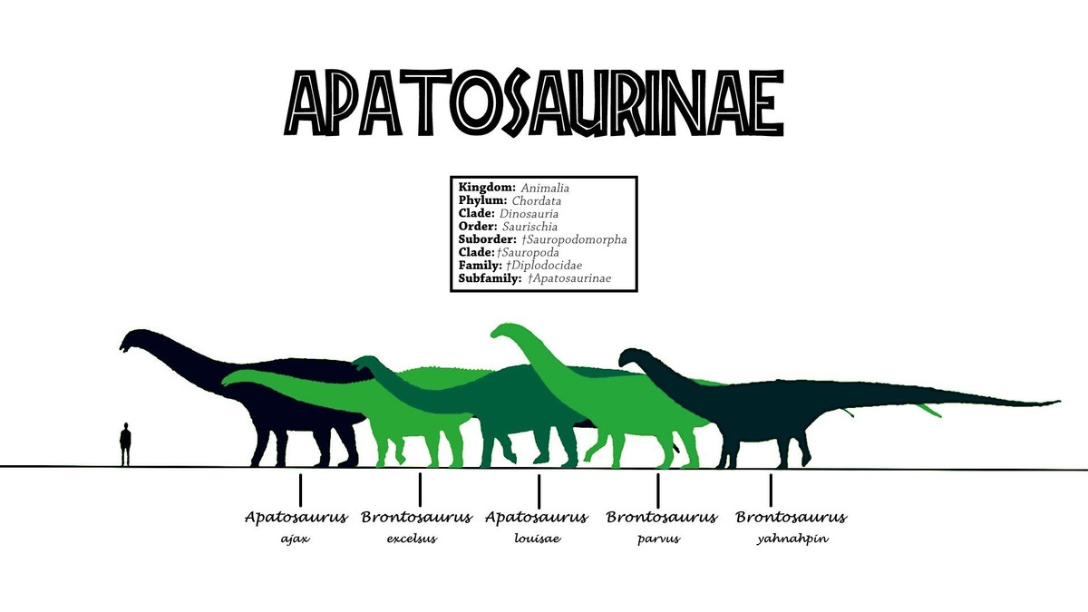 10. Thời gian phát triển lâu. Chúng cần tới 20-30 năm để phát triển đến kích thước trưởng thành, nhưng một khi đạt được kích thước lớn, chúng hầu như không có kẻ thù tự nhiên. Ảnh: Pinterest.