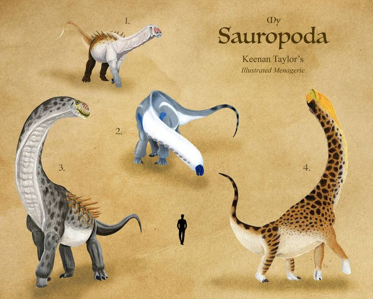  7. Trọng lượng nhẹ đáng kinh ngạc. Dù có kích thước khổng lồ, hệ thống xương của Sauropoda được thiết kế rất nhẹ, với các khoang rỗng bên trong giống như xương chim hiện đại. Ảnh: Pinterest.