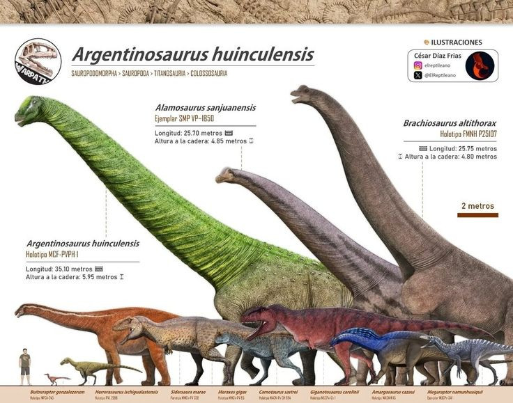  8. Tốc độ di chuyển. Tuy to lớn nhưng các loài khủng long cổ dài có tốc độ di chuyển khá chậm, khoảng 5-10 km/h, do trọng lượng khổng lồ của chúng. Ảnh: Pinterest.