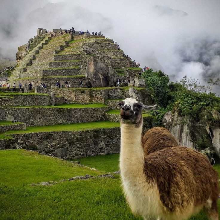 Thay vì bánh xe, người Maya sử dụng sức người và động vật như lạc đà không bướu để vận chuyển hàng hóa. Đây là cách di chuyển hiệu quả ở địa hình đặc thù của khu vực. Ảnh: Pinterest.