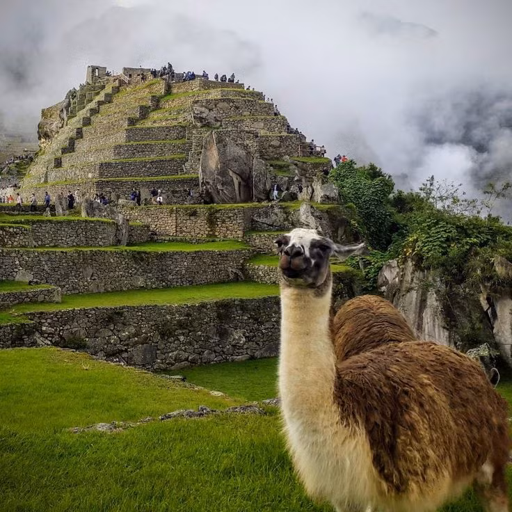 Thay vì bánh xe, người Maya sử dụng sức người và động vật như lạc đà không bướu để vận chuyển hàng hóa. Đây là cách di chuyển hiệu quả ở địa hình đặc thù của khu vực. Ảnh: Pinterest.