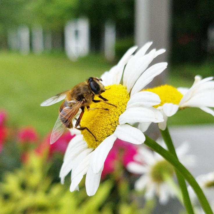  3. Chuyên gia thụ phấn. Ong mật là những "người lao động" thụ phấn không thể thiếu cho nhiều loài cây, giúp khoảng 70% cây trồng trên thế giới phát triển. Ảnh: Pinterest.