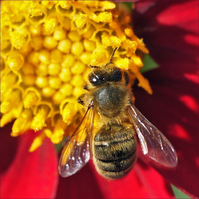  8. Vòng đời ngắn ngủi. Ong thợ chỉ sống khoảng 6 tuần vào mùa hè. Trong cuộc đời ngắn ngủ này, chúng làm việc không ngừng nghỉ để thu thập mật hoa và phấn hoa. Ảnh: Pinterest.