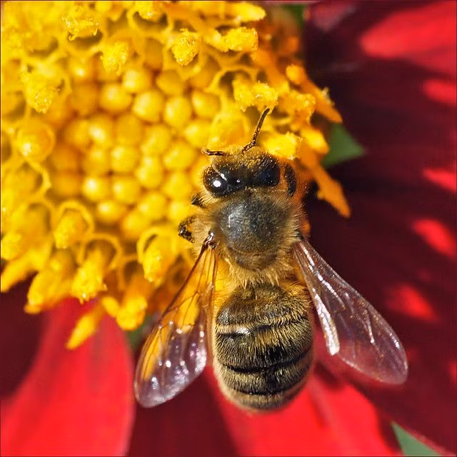  8. Vòng đời ngắn ngủi. Ong thợ chỉ sống khoảng 6 tuần vào mùa hè. Trong cuộc đời ngắn ngủ này, chúng làm việc không ngừng nghỉ để thu thập mật hoa và phấn hoa. Ảnh: Pinterest.