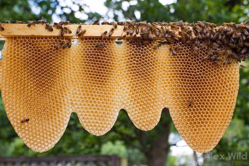  2. Sản xuất mật ong tự nhiên. Ong mật (chi Apis) là chi duy nhất trong họ nhà ong có khả năng sản xuất mật ong mà con người sử dụng rộng rãi. Ảnh: Pinterest.