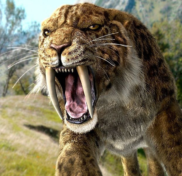  9. Khả năng chạy kém. Với cơ thể nặng và chân ngắn, Smilodon không phải loài mèo nhanh nhẹn. Chúng dựa vào sức mạnh và kỹ năng sự phục kích thay vì chạy đuổi con mồi. Ảnh: Pinterest.