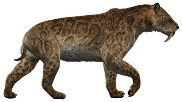  2. Kích thước to lớn. Smilodon có kích thước lớn hơn nhiều so với hầu hết các loài mèo hiện đại. Một số loài, như Smilodon populator, có thể nặng từ 220–400 kg, tương đương hoặc hơn một con hổ Bengal. Ảnh: Pinterest.