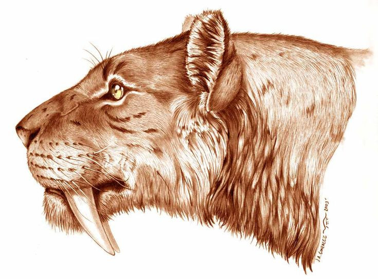  4. Răng nanh không dùng để gặm. Smilodon không dùng răng nanh để gặm xương như các loài mèo thơi này. Chúng chủ yếu dùng cặp nanh dài để đâm và xé thịt con mồi. Ảnh: Pinterest.