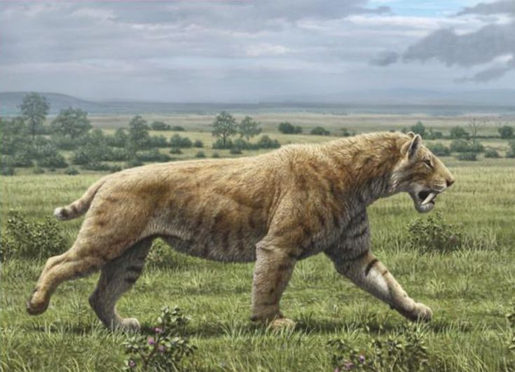  12. Các loài khác nhau. Smilodon có ba loài chính: Smilodon gracilis (nhỏ nhất), Smilodon fatalis (phổ biến nhất), và Smilodon populator (lớn nhất). Ảnh: Pinterest.