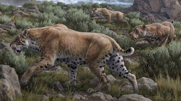  14. Hóa thạch phong phú. Nhiều hóa thạch của Smilodon được tìm thấy tại Hố hắc ín La Brea ở Los Angeles, nơi chúng bị mắc kẹt khi săn mồi. Ảnh: Pinterest.