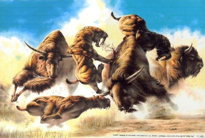  8. Sống thành bầy đàn. Nhiều nhà khoa học tin rằng Smilodon có thể sống theo bầy đàn, giống sư tử ngày nay, dựa trên các hóa thạch tìm thấy gần nhau và dấu hiệu của sự chăm sóc lẫn nhau. Ảnh: Pinterest.