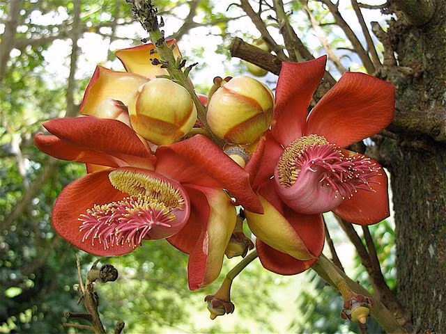  6. Cây đầu lân (Couroupita guianensis). Loài cây này nở ra những bông hoa lớn thơm mùi hương ngọt ngào. Quả của chúng cứng và nặng, khi rụng có thể gây thương tích cho con người. Ảnh: Pinterest.