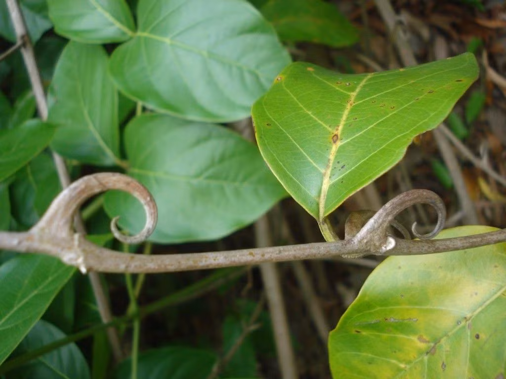  3. Cây móng mèo (Uncaria tomentosa). Cây dây leo này có các móc sắc nhọn giống móng vuốt giúp bám vào cây khác. Nó được sử dụng trong y học cổ truyền để tăng cường miễn dịch và chữa viêm khớp. Ảnh: Pinterest.