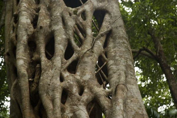  7. Cây đa bóp cổ (chi Ficus). Loài cây ký sinh nổi tiếng này mọc quanh cây chủ, bóp nghẹt cây chủ trong quá trình phát triển, dẫn đến cái chết của nó. Ảnh: Pinterest.