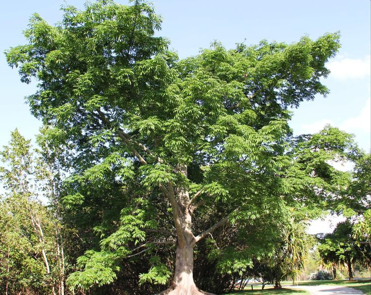  2. Cây Kapok (Ceiba pentandra). Đây là một trong những cây cao nhất ở Amazon, có thể đạt chiều cao 70 mét. Cây này có vai trò quan trọng trong hệ sinh thái rừng và thường được người dân bản địa sử dụng để làm thuốc và xây dựng. Ảnh: Pinterest.