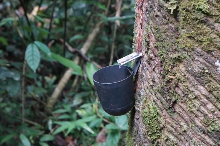  8. Cây cao su (Hevea brasiliensis). Rừng Amazon chính là nguyên quán của cây cao su, loài cây chứa mủ trắng có giá trị kinh tế cao, nguyên liệu cho ngành công nghiệp cao su. Ảnh: Pinterest.