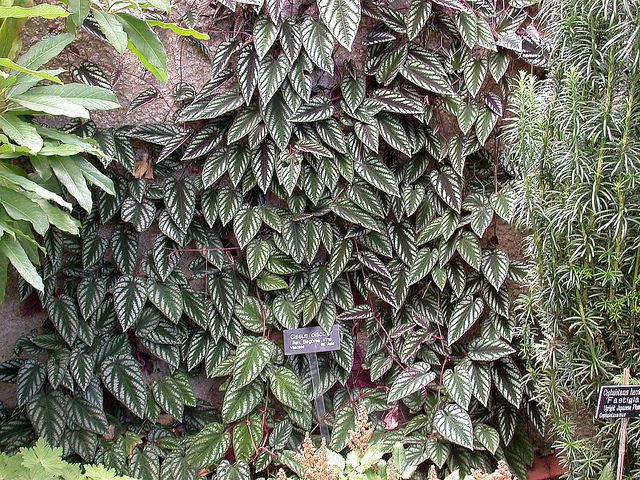  4. Dây leo Amazon (Cissus amazonica)). Đây là một loài dây leo lớn mọc chằng chịt, tạo thành một lớp màng bao phủ dày đặc trên các cây khác. Ảnh: Pinterest.