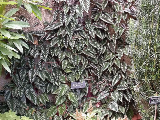  4. Dây leo Amazon (Cissus amazonica)). Đây là một loài dây leo lớn mọc chằng chịt, tạo thành một lớp màng bao phủ dày đặc trên các cây khác. Ảnh: Pinterest.