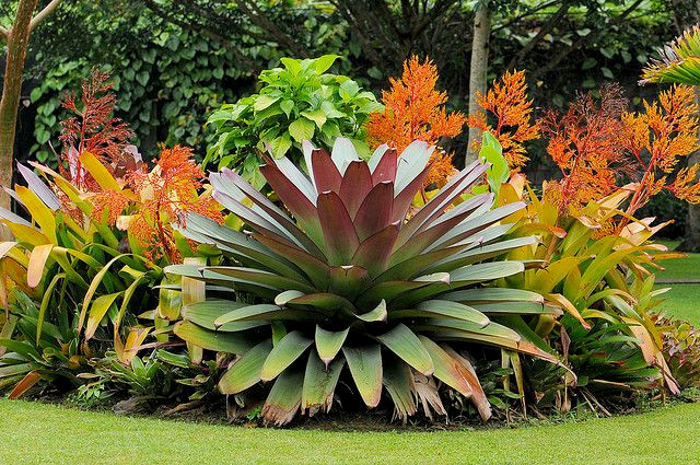  5. Cây dứa dại Amazon (chi Bromeliad). Loài thực vật này có khả năng tích trữ nước trong các lá xoắn hình phễu, cung cấp nơi sinh sống cho nhiều loài côn trùng, ếch và vi khuẩn. Ảnh: Pinterest.