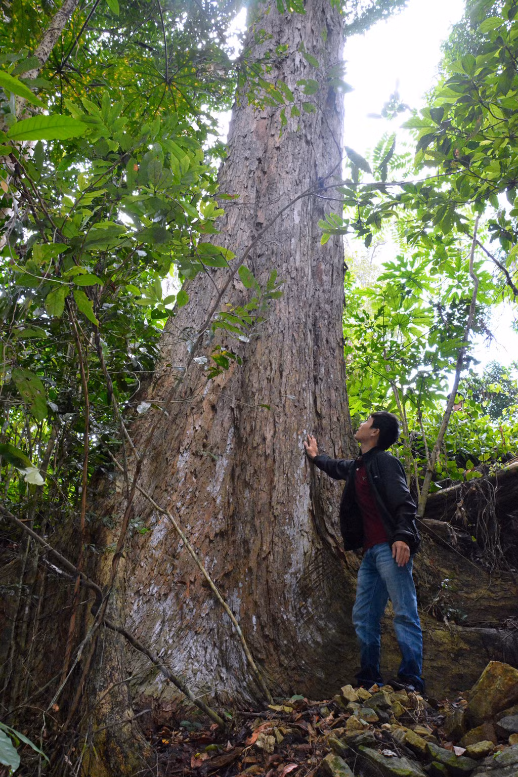 Thời gian sinh trưởng của loài gỗ này rất chậm, có thể 800 năm mới cho ra một cây gỗ trưởng thành. Điều này khiến gỗ giáng hương trở nên quý hiếm khi nguồn cung vô cùng hạn chế. Ảnh Trần Hiếu