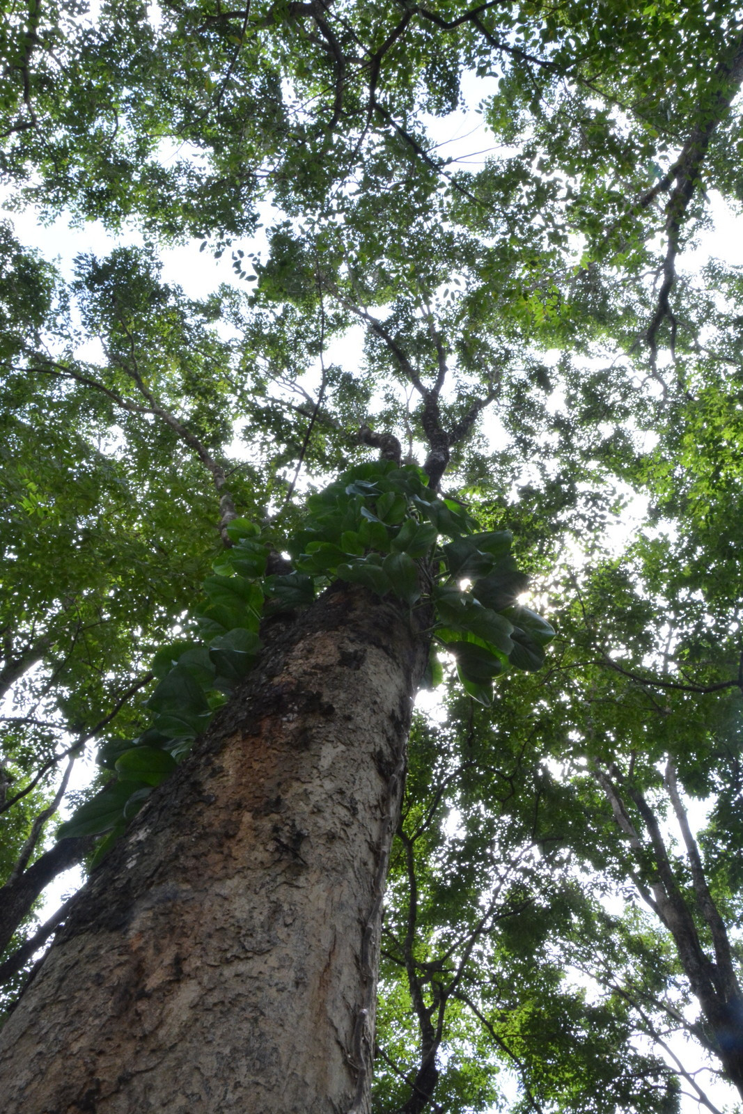 Giá trị của gỗ nu được so sánh với kim cương trong giới đá quý. Vào tháng 8/2016, theo Dân Trí đưa tin, một bộ bàn ghế được chế tác từ gốc cây gỗ nu rừng của một nghệ nhân người Thái Bình từng được rao bán tại Trung tâm Triển lãm và Hội chợ hàng thủ công mỹ nghệ Việt Nam ở Hoàng Thành Thăng Long, Hà Nội với giá hơn 1 tỷ đồng.