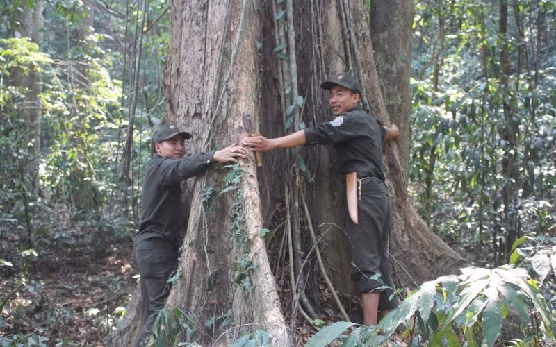 Nhiều người đã tìm đến và hỏi mua với giá 1 triệu USD (khoảng hơn 25 tỷ đồng) để được sở hữu cây gỗ giáng hương này nhưng ông quyết định không bán.