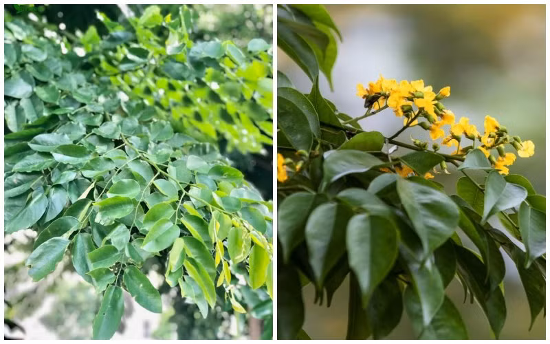 Gỗ giáng hương được du nhập từ Trung Quốc vào Việt Nam từ thời nhà Thanh. Giáng hương từng được tìm thấy ở nhiều địa phương tại nước ta như: Phú Yên, Kon Tum, Đắk Lắk, Khánh Hòa, Tây Ninh, Bình Dương và Đồng Nai. Loại gỗ này thường mọc ở độ cao từ 100-800m so với mực nước biển và vùng có lượng mưa từ 1270-1520mm/năm.