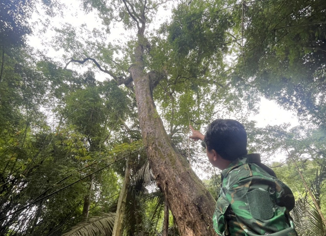  Gỗ giáng hương, một loại gỗ quý hiếm với tên khoa học là Pterocarpus macrocarpus. Giáng hương thuộc danh sách gỗ quý nhóm 1 và bị cấm khai thác, được ghi nhận trong Sách đỏ Việt Nam (2007). Hiện nay, gỗ giáng hương rất khan hiếm, khó tìm được những cá thể nào có kích thước lớn như trước đây.
