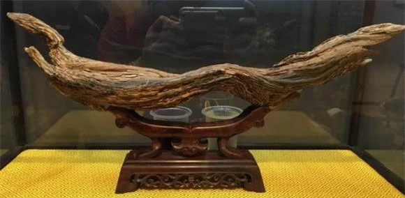 Mặc dù trầm hương vốn đã đắt đỏ, nhưng không thể so sánh với trầm hương đã thành Kỳ nam. Chìa khóa để gỗ trở thành Kỳ nam là "dầu" được sản xuất trong gỗ của cây trầm hương. Cách cây trầm hương sản xuất dầu phụ thuộc vào môi trường bất thường mà nó tồn tại.