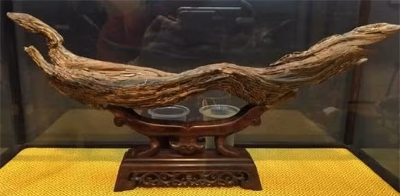 Mặc dù trầm hương vốn đã đắt đỏ, nhưng không thể so sánh với trầm hương đã thành Kỳ nam. Chìa khóa để gỗ trở thành Kỳ nam là "dầu" được sản xuất trong gỗ của cây trầm hương. Cách cây trầm hương sản xuất dầu phụ thuộc vào môi trường bất thường mà nó tồn tại.