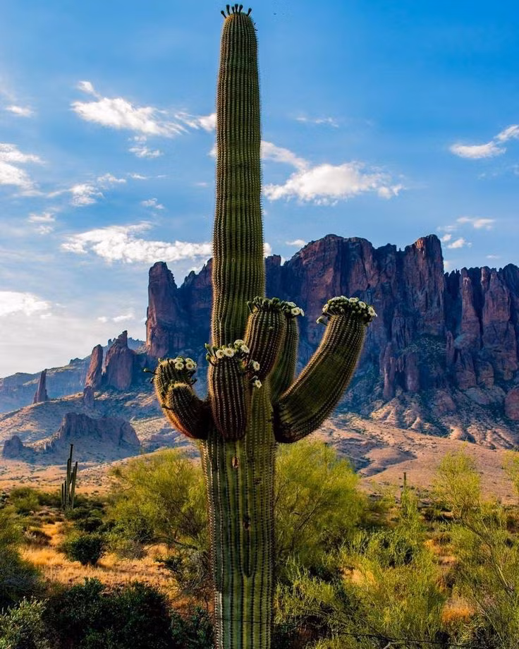  Thích nghi hoàn hảo với sa mạc: Xương rồng có khả năng lưu trữ nước trong thân, giúp chúng sống sót trong các môi trường khô cằn như sa mạc. Ảnh: Pinterest.