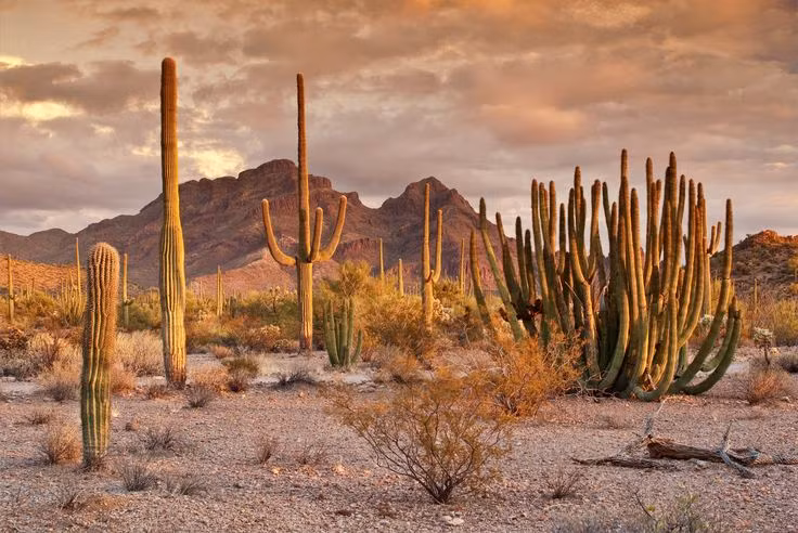  Biểu tượng của sa mạc: Xương rồng được coi là biểu tượng của sa mạc và thường xuất hiện trong các bộ phim hoặc tranh vẽ về vùng đất này. Ảnh: Pinterest.