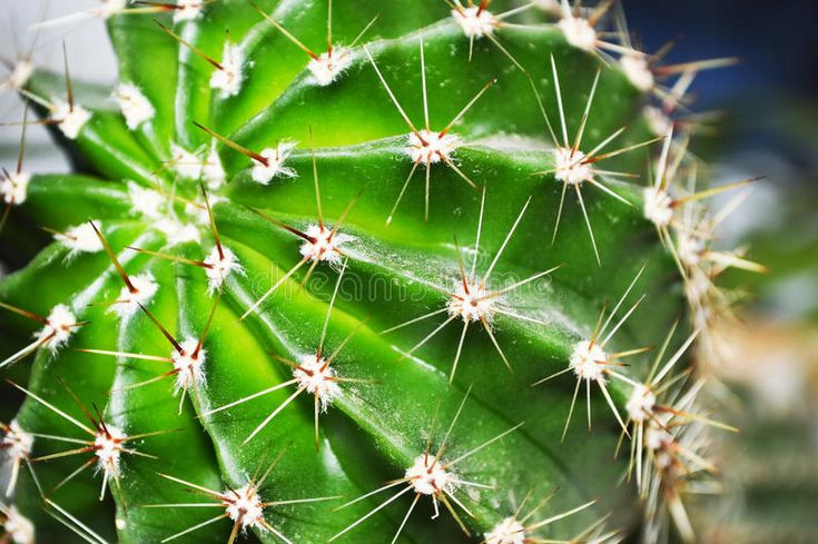  Thân mọng nước: Thân của xương rồng phình to và mọng nước, hoạt động như một "bình chứa" nước khổng lồ. Ảnh: Pinterest.