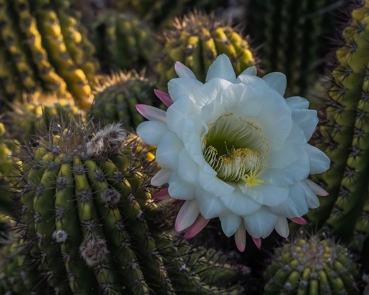  Hoa đẹp rực rỡ: Hoa xương rồng thường lớn, sặc sỡ, và nở vào ban đêm hoặc sáng sớm để thu hút các loài thụ phấn như dơi, bướm đêm, hoặc ong. Ảnh: Pinterest.