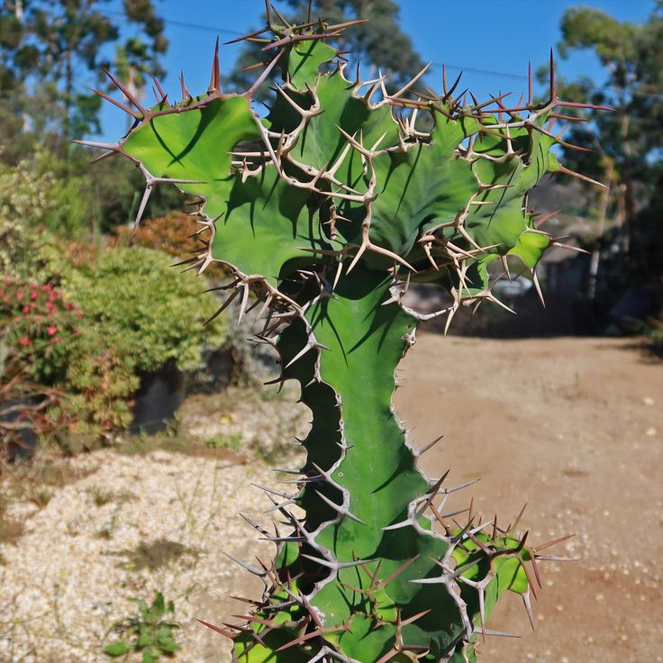  Kiểu quang hợp đặc biệt: Xương rồng thực hiện quang hợp kiểu CAM (Crassulacean Acid Metabolism), chỉ mở khí khổng vào ban đêm để hạn chế mất nước. Ảnh: Pinterest.