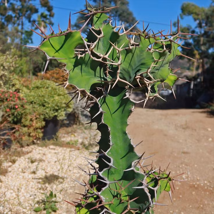  Kiểu quang hợp đặc biệt: Xương rồng thực hiện quang hợp kiểu CAM (Crassulacean Acid Metabolism), chỉ mở khí khổng vào ban đêm để hạn chế mất nước. Ảnh: Pinterest.
