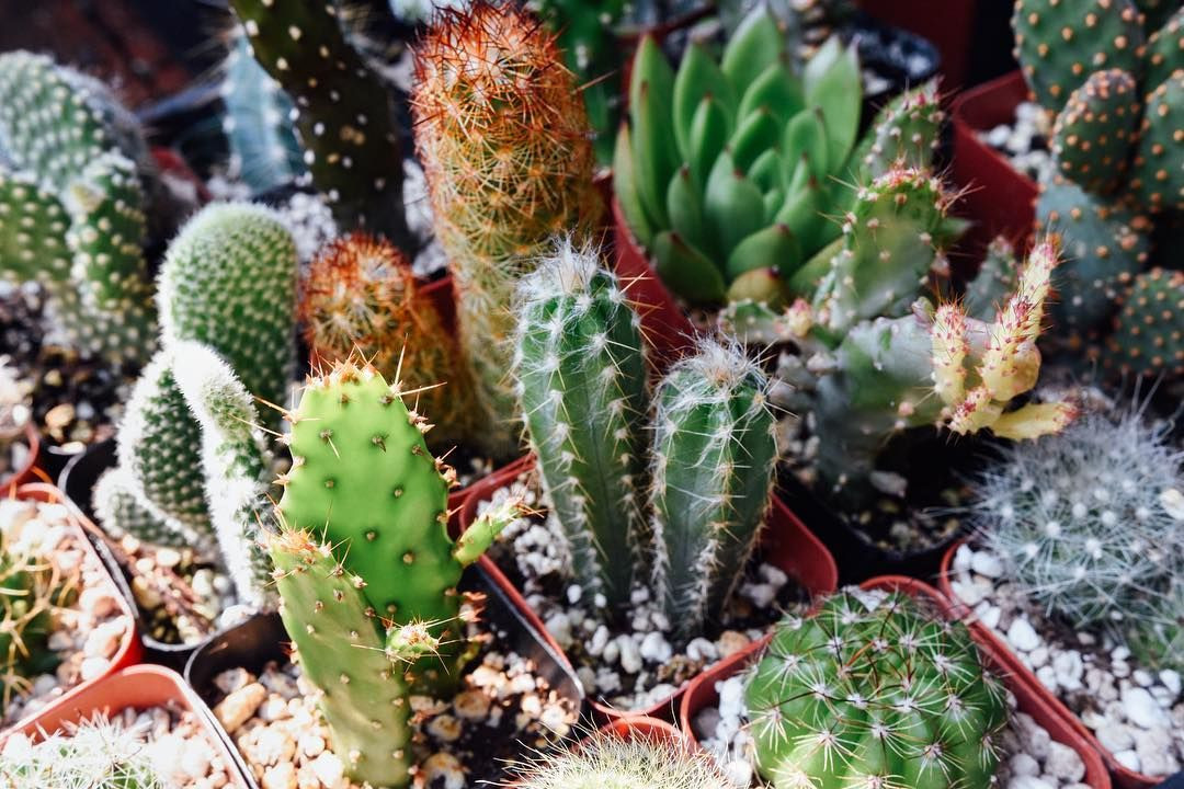  Đa dạng về loài: Có khoảng 1.750-2.000 loài xương rồng khác nhau, chủ yếu phân bố ở châu Mỹ. Ảnh: Pinterest.