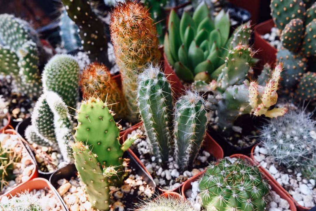  Đa dạng về loài: Có khoảng 1.750-2.000 loài xương rồng khác nhau, chủ yếu phân bố ở châu Mỹ. Ảnh: Pinterest.