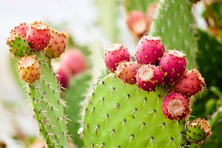  Nguồn thực phẩm và nước uống: Một số loài xương rồng, như Nopal (Opuntia), được con người dùng làm thực phẩm và nguồn nước uống trong sa mạc. Ảnh: Pinterest.