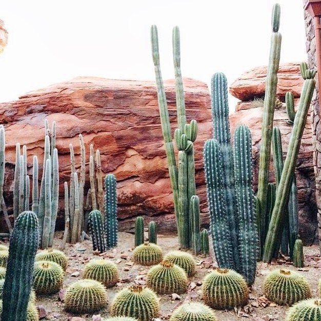  Sự sống trong điều kiện khắc nghiệt: Xương rồng có thể sinh tồn trong môi trường có nhiệt độ khắc nghiệt, từ cái nóng trên 50°C ban ngày đến cái lạnh dưới 0°C ban đêm. Ảnh: Pinterest.