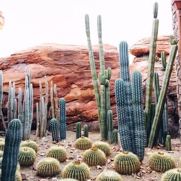  Sự sống trong điều kiện khắc nghiệt: Xương rồng có thể sinh tồn trong môi trường có nhiệt độ khắc nghiệt, từ cái nóng trên 50°C ban ngày đến cái lạnh dưới 0°C ban đêm. Ảnh: Pinterest.