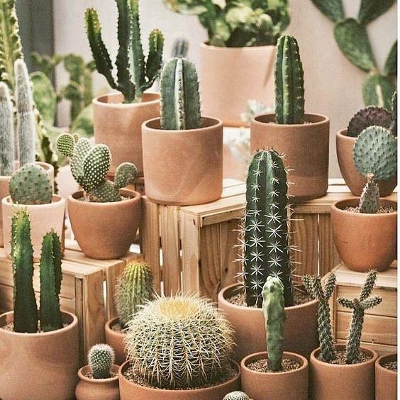  Cây cảnh phổ biến: Xương rồng là loài cây cảnh ưa chuộng trên toàn thế giới nhờ vẻ ngoài độc đáo và khả năng chăm sóc dễ dàng. Ảnh: Pinterest.