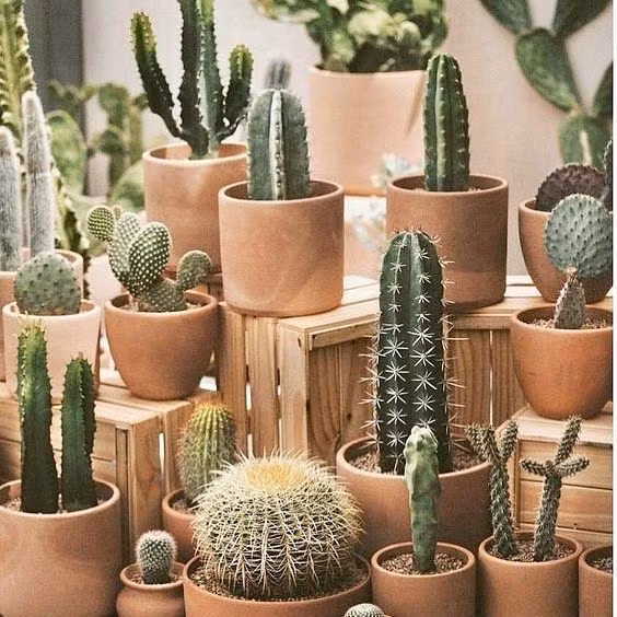  Cây cảnh phổ biến: Xương rồng là loài cây cảnh ưa chuộng trên toàn thế giới nhờ vẻ ngoài độc đáo và khả năng chăm sóc dễ dàng. Ảnh: Pinterest.