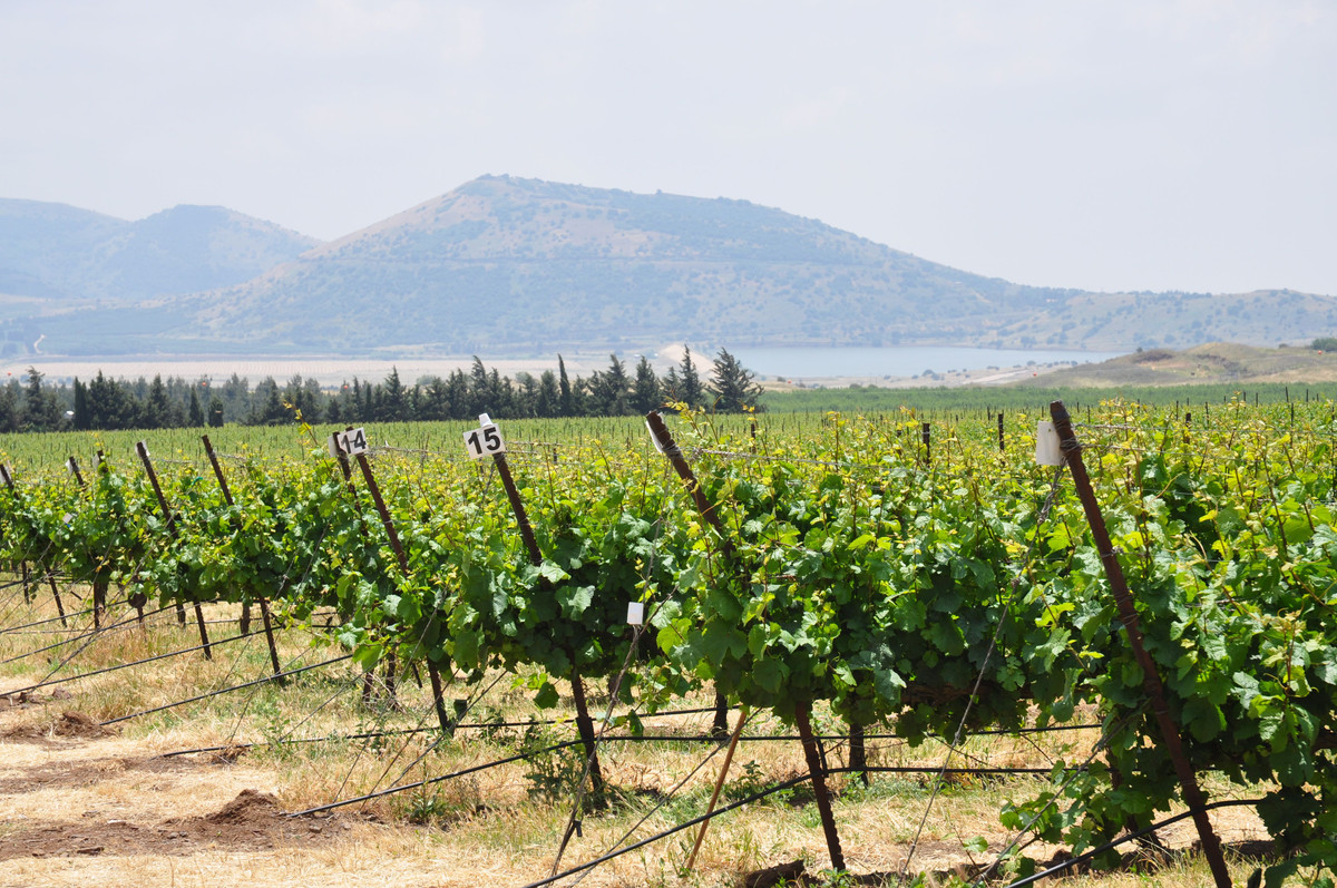  5. Công nghệ tưới nhỏ giọt. Israel phát minh ra công nghệ tưới nhỏ giọt, giúp tiết kiệm nước trong nông nghiệp và biến các vùng sa mạc khô cằn thành đất canh tác màu mỡ. Ảnh: Pinterest.