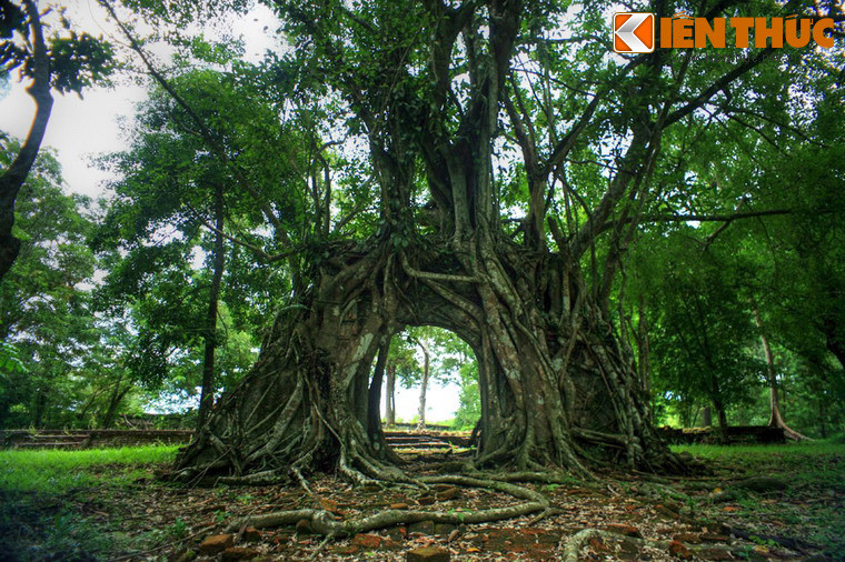 Trong khuôn viên lăng vua Minh Mạng ở Huế có một phế tích ít người biết đến, đó là Tả tùng phòng trên núi Tịnh Sơn. Điểm đặc biệt của công trình này là cánh cửa vòm cuốn đã bị một cây si cổ thụ "nuốt chửng".