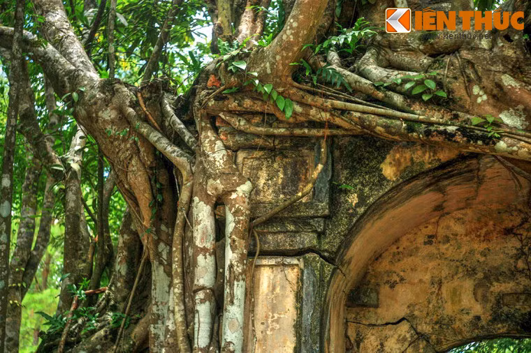 Sức nặng của cây khiến cánh cổng bị nứt nhiều chỗ. Đây là minh chứng cho sức mạnh tàn phá của thiên nhiên và thời gian đối với các công trình do con người xây dựng.