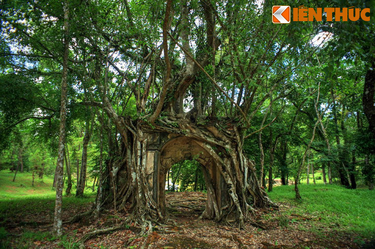 Hàng trăm nhánh rễ lớn nhỏ của cây bao trùm lên bề mặt cánh cổng, tạo nên một cảnh tượng rất lạ lùng.