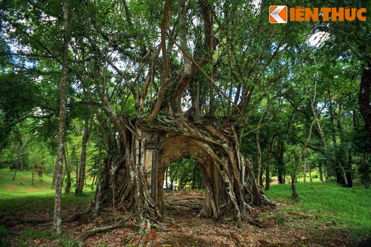 Hàng trăm nhánh rễ lớn nhỏ của cây bao trùm lên bề mặt cánh cổng, tạo nên một cảnh tượng rất lạ lùng.