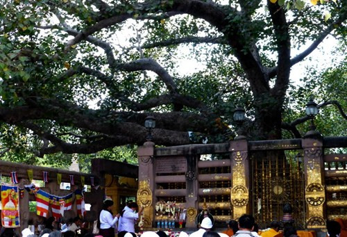 Tương truyền, sau khi Phật nhập Niết bàn những cành chiết từ cây bồ đề đã được gửi đến những địa điểm khác trên cả nước và nhiều quốc gia trên thế giới. Vào cuối thế kỷ 19, một cành chiết của cây này được mang trở về Bồ Đề Đạo Tràng và trồng lại chính nơi cây gốc đã từng ở đó.